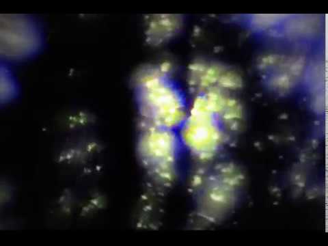 Shimmer Video