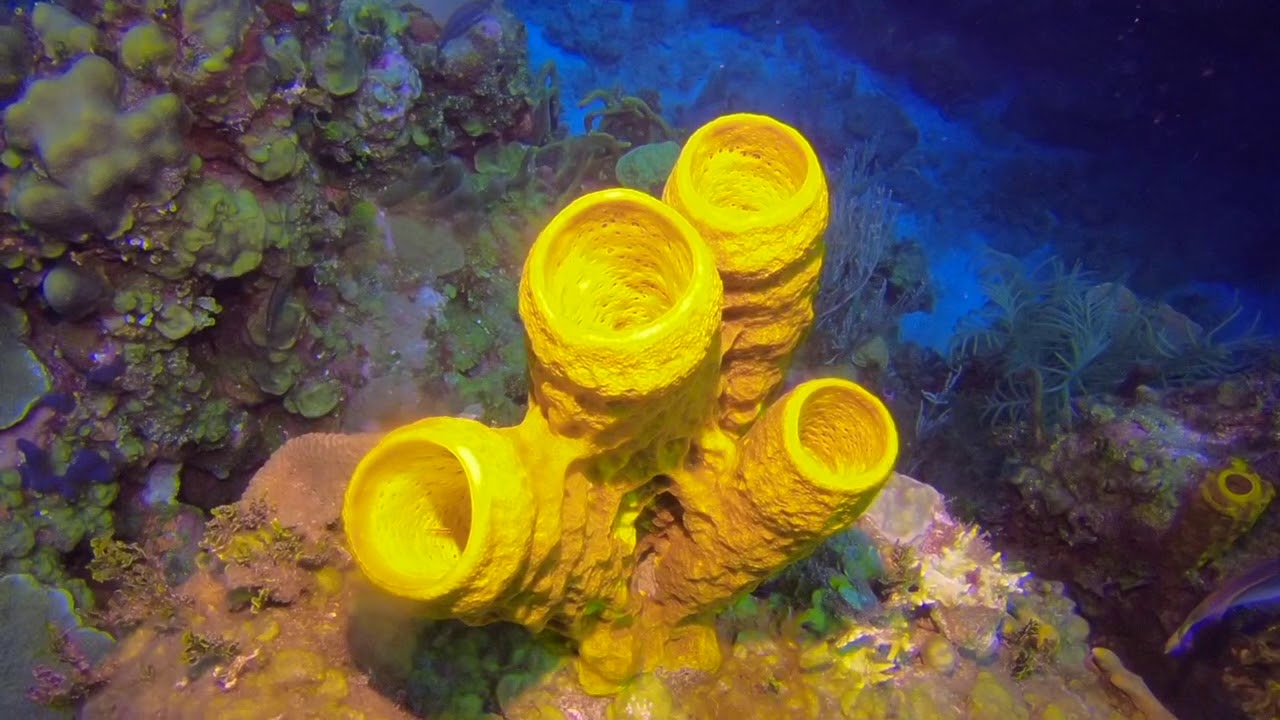 Aquasub in Cuba April 2018