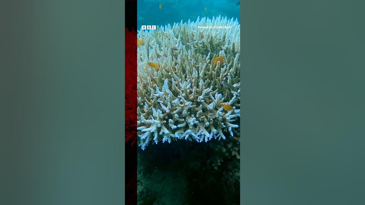 Coral turns white and dies due to record ocean heat. #Shorts #Coral #BBCNews