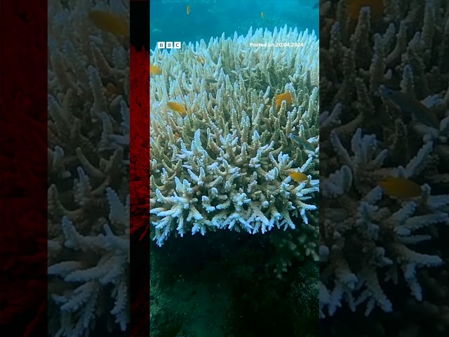 Coral turns white and dies due to record ocean heat. #Shorts #Coral #BBCNews