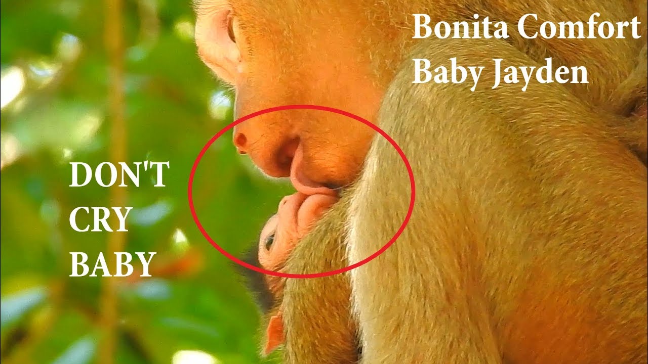 MILLION PITY & SAD...Jayden cry not hope to return to Mum | Bonita persuade baby Jayden Don't cry..