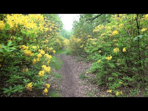 Video: Rhododendron Luteum – kuusama-atsalea-kasvien kasvattaminen