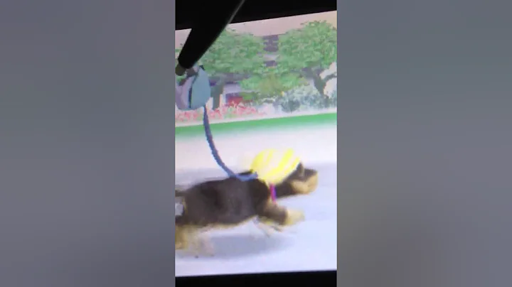 Nintendogs tips,tricks,and glitches