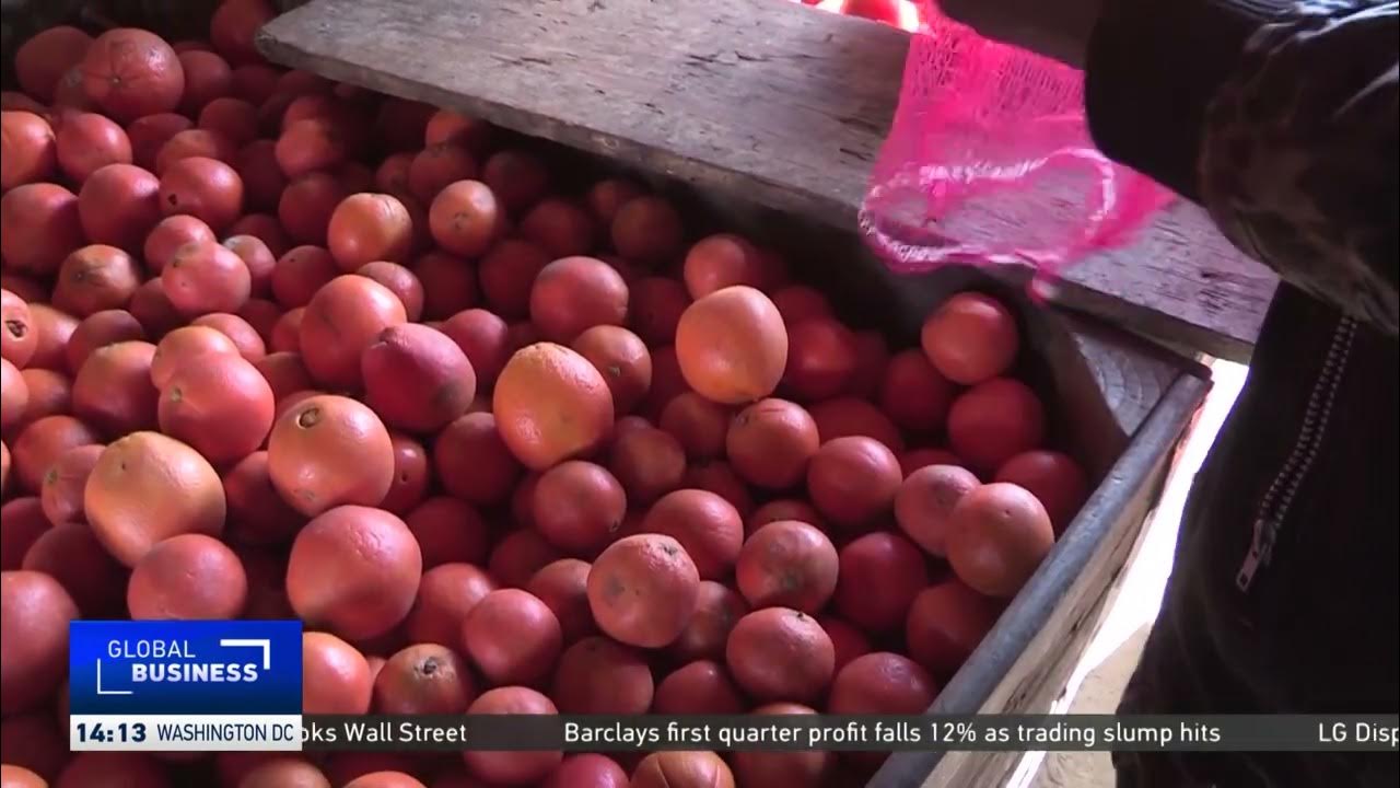 South Africa’s citrus industry is expecting record yields