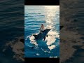 This dolphin just became a hero! 🐬❤️#funny #shorts #viral #viralshort #viralvideos