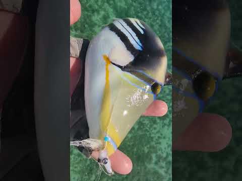 Punk music video thumbnail preview for Finch - Picasso Trigger