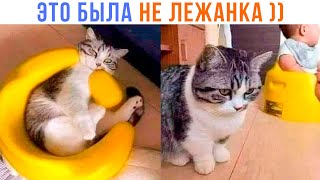 ЭТО БЫЛА НЕ ЛЕЖАНКА ))) | Приколы с котами | Мемозг 1387