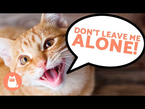 6 SIGNS Your CAT FEELS LONELY 😿 DON'T IGNORE THEM! ⚠️