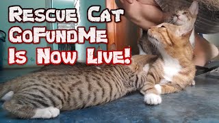 Rescue Cat GoFundMe Is LIVE - Build An Outdoor Shelter + Spay, Neuter, and Vaccinate Them.