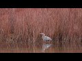 Great Blue Heron catches a Fish before flying away
