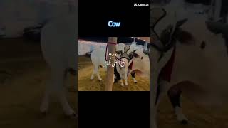 cow balaghal ula bikamalihi