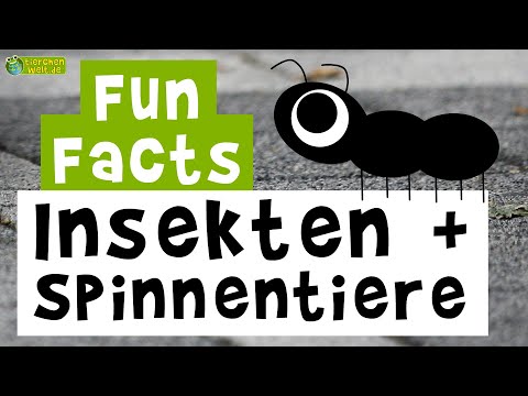 Video: Interessante Fakten über Insekten. Wunderbare Insekten