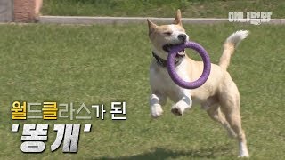 도그큐멘터리 -똥개이셔널- ㅣ Rural Dog Became The World Champion Like As Heung Min Son Did 도그큐멘터리 -똥개이셔널- ㅣ Rural Dog Became The World Champion Like As Heung Min Son Did