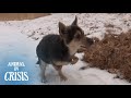 Dog With A Disability Never Loses Hope To Walk On Two Legs | Animal In Crisis EP67