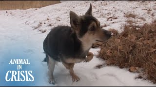Mientras rígidas cachorro duerme piernas