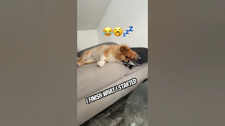 What do you do for living sir? 🤭😂 #puppy #funny #pets #cute #cuteanimals #dogshorts