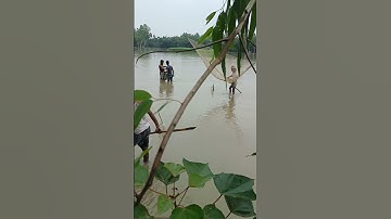 most satisfying cast net fishing video #fishing #fish #koifish