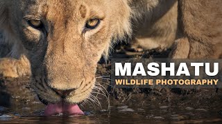 5 Days In MASHATU Encountering LIONS And LEOPARDS