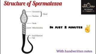 Structure of Sperm in just 2 minutes✌️|#anatomy #anatomynote #embryology #medical