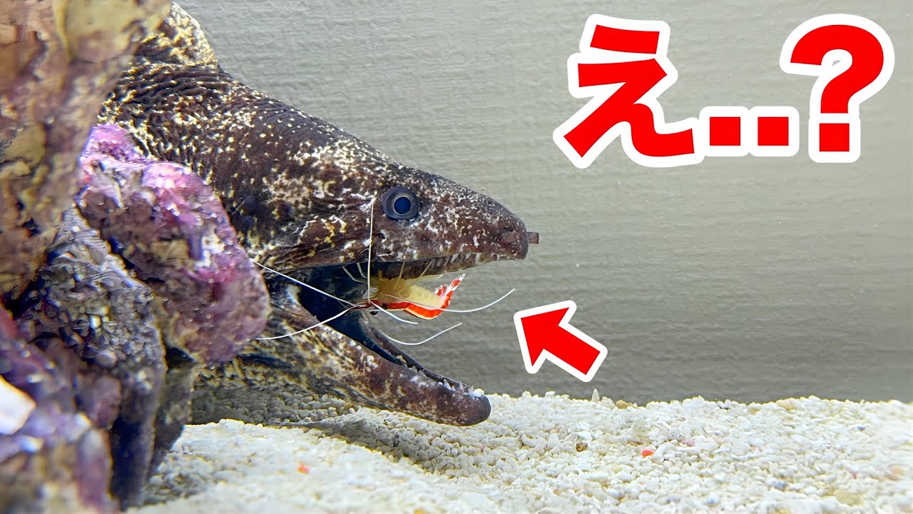 鮮魚店のウツボに近付いたエビの末路がヤバい..