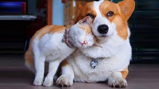 cutest Cats😹 & funny Dogs🐶 makes your mood when you feeling down  #Petsandwild #funnycatsanddogs