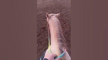 Official Palomino Strides YouTube Intro!