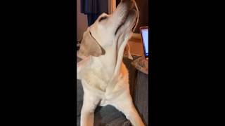 Dog Jerkingnodding Head Idiopathic Head Tremors?