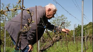 Mrazy způsobily škody na vinicích, chystaná podpora víno nezachrání