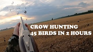 Crow hunting   45 birds in 2 hours