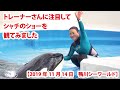 シャチパフォーマンス　小松トレーナーさんに注目してシャチのショーを観てみました【2019年11月14日　鴨川シーワールド】