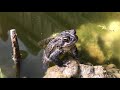 Toads in my pond, Spring 2021.