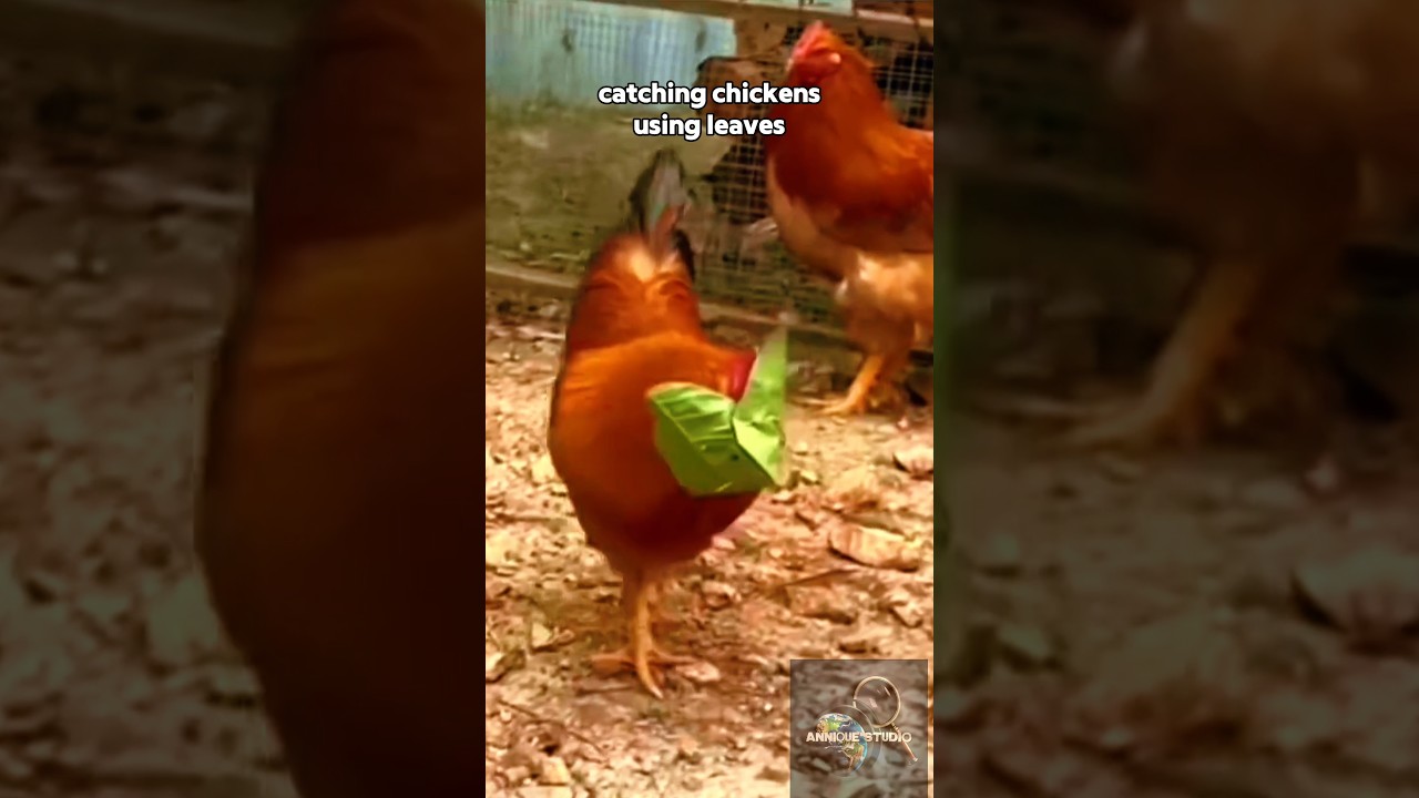 Catching chickens using leaves