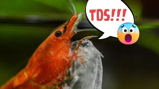 How To Control TDS In Shrimp Tank
