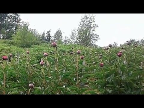 Video: Nkauj Vs. Perennial Verbena - Ntev npaum li cas Verbena nyob hauv lub vaj