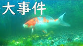 錦鯉稚魚が次々に死んでいく ヤフーショッピングやヤフオクで購入の稚魚 共食い 水質 酸欠 水温 病気 Youtube 錦鯉稚魚が次々に死んでいく ヤフーショッピングやヤフオクで購入の稚魚 共食い 水質 酸欠 水温 病気 Youtube