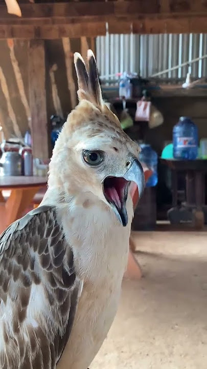 #birds #birdhunting #harehunting #birdingparadise #owl #hunting