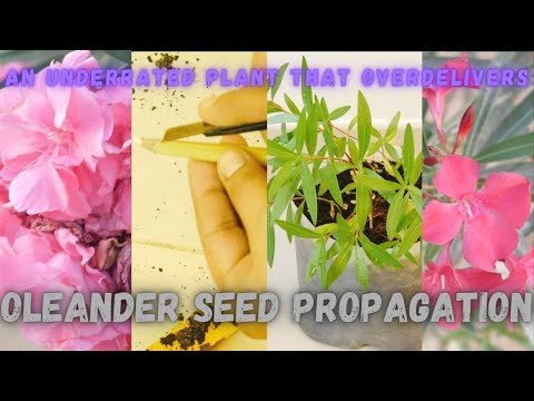 Video: Sběr semen oleandru pro výsadbu: Jak vypěstovat oleandr ze semínek