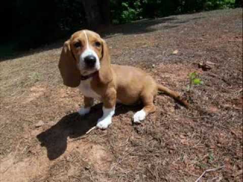 How To Convince Parents Into Getting A Dog How To Convince Parents Into Getting A Dog