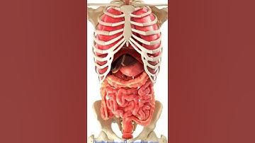 Movement of Diaphragm in Breathing | Science