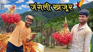 पहाड़ पर जंगली खजूर का बगान Vlog ? | आज हमलोग खजूर तोड़ने पहाड़ पर आ गए