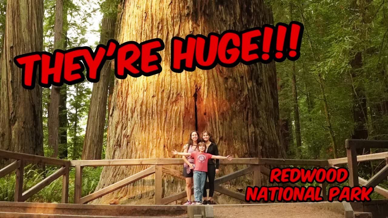 Exploring Redwoods National Park | Must-See California Forests