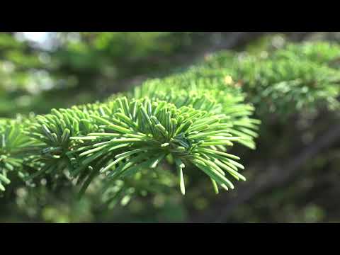 Video: Subalpine Firs Untuk Landskap: Kegunaan Landskap Untuk Pokok Cemara Subalpine