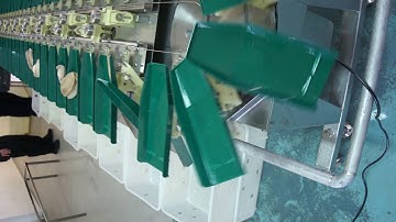 Sorting Abalone Meat by MF MAX COMPANY