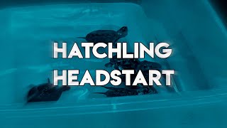 Project Terrapin: Hatchings Headstart