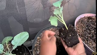 Getting this Fall garden started, 1st planting.  #Cauliflower  #Broccoli