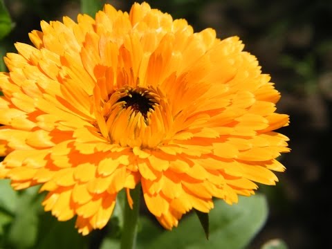 Пеларгония - красивый цветок для ноготки