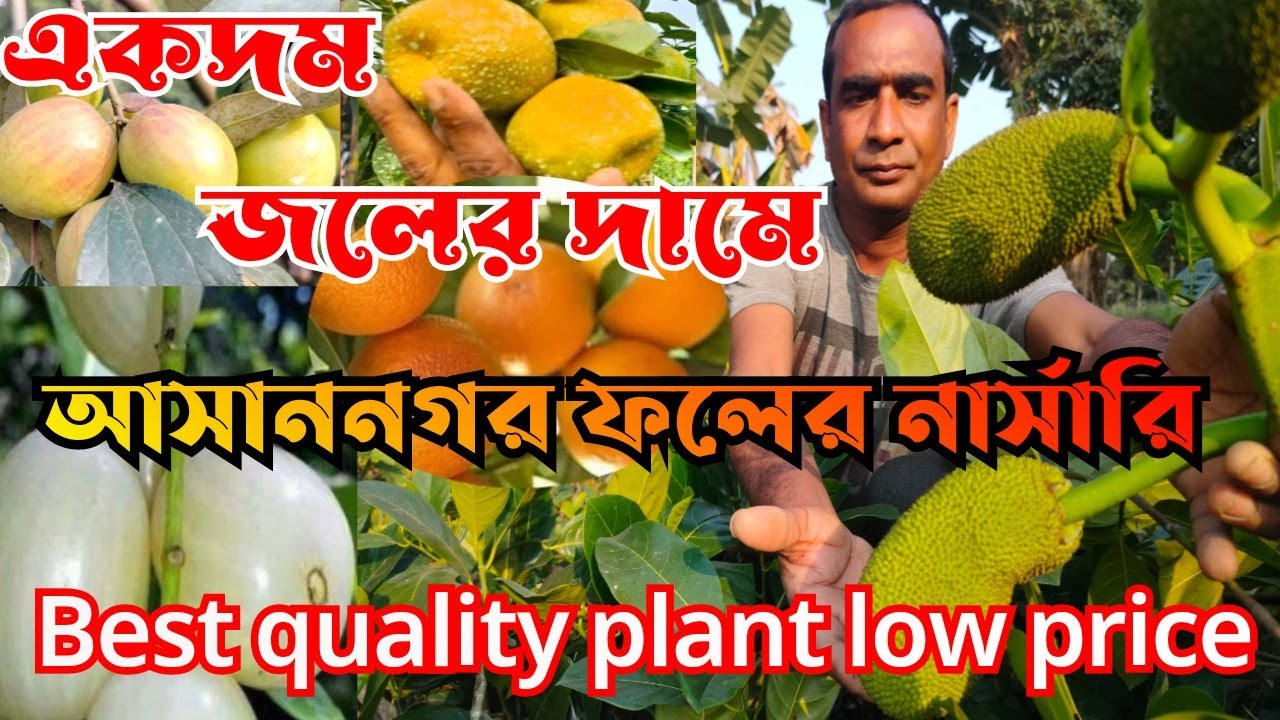Excellent Fruit Plant Nursery Visit & Low Price YouTube