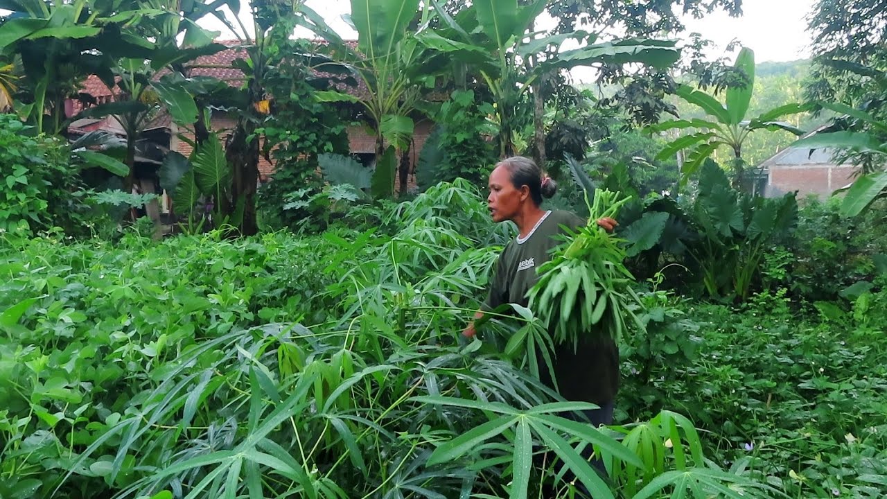 BRUWUN DAUN SINGKONG BELAKANG RUMAH TERNYATA SUBUR BANGET