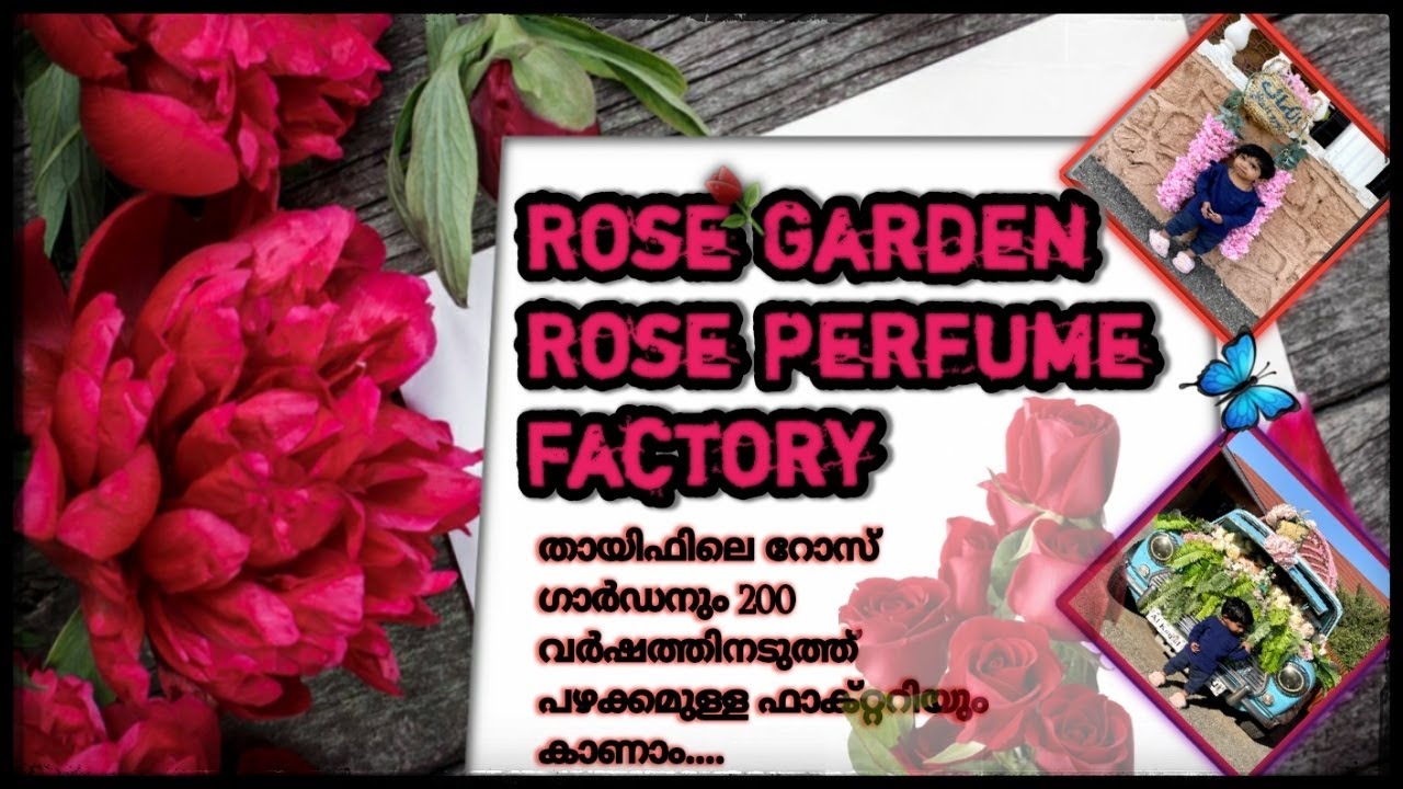 Rose Perfume Factory Taif AlHada Saudi Arabia Rose Garden Taif