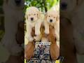 Golden retriever puppies available in kerala #shorts